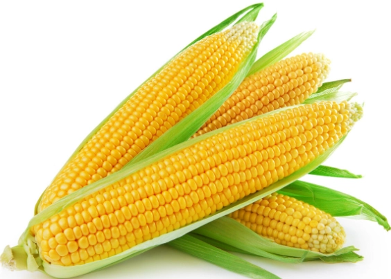 玉米蒸煮技巧
