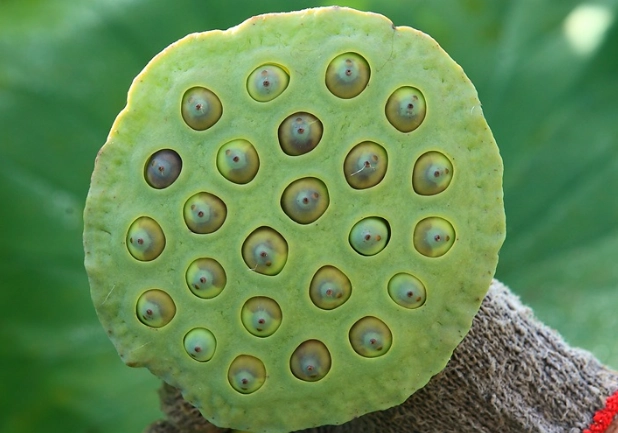 蓮子生理期觀察全攻略：從花開到果落的自然微旅行指南