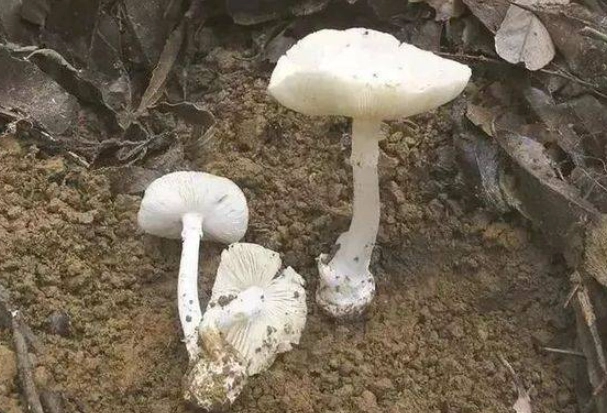 白蘑菇壞處全解析：食用風險與安全指南