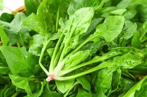 甜菠菜食用注意