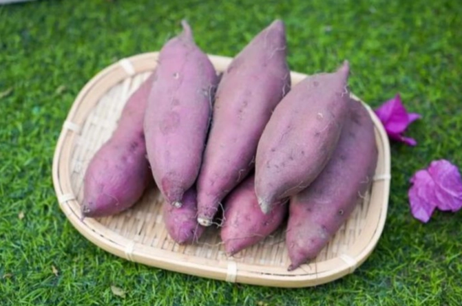 地瓜怎麼煮最營養？完整解析蒸烤微波技巧與營養保留秘訣