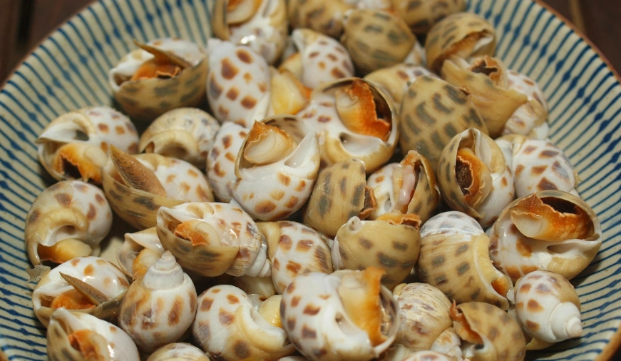 冷凍鳳螺煮多久才Q彈？內行人教你3招煮出完美口感