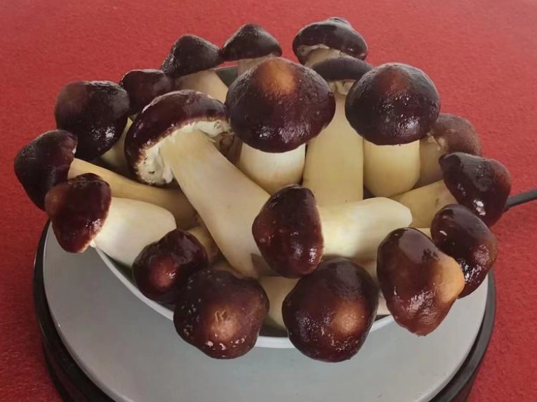 雨來菇泡發技巧