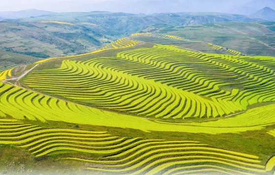 雨來菇料理方法