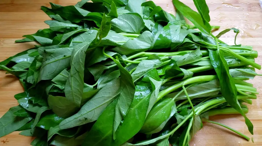 空心菜種植方法