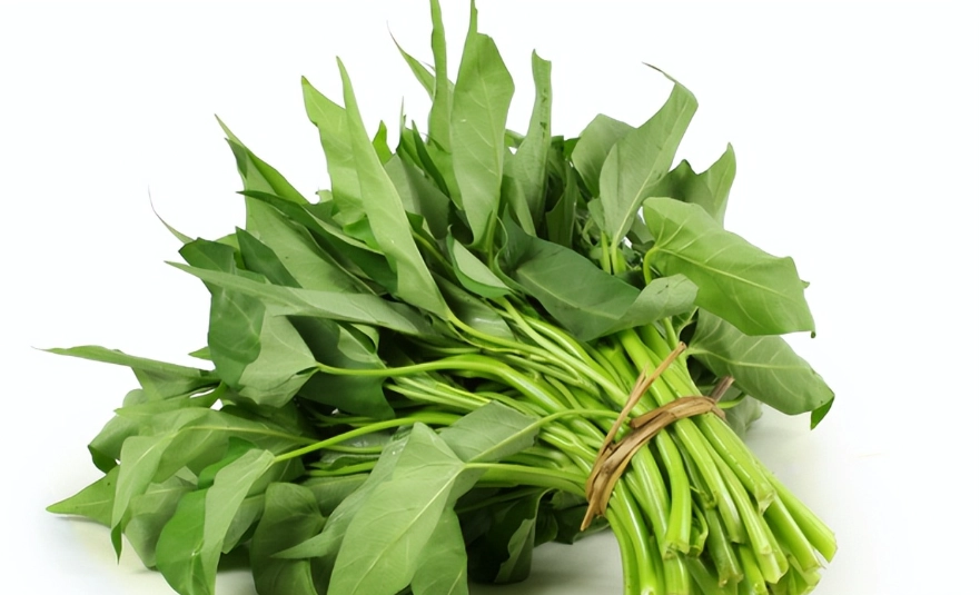 空心菜介紹：從菜園到餐桌的營養寶庫與烹飪秘訣