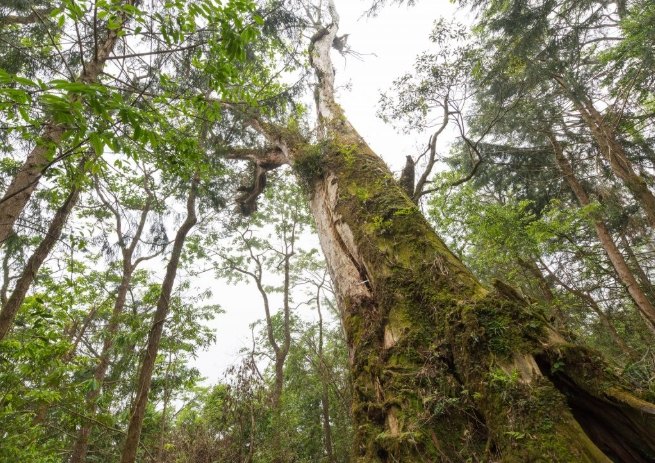 明池國家森林遊樂區