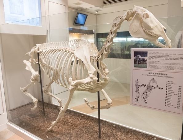 香港賽馬博物館