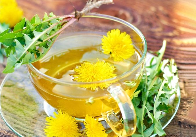 蒲公英的功效和副作用