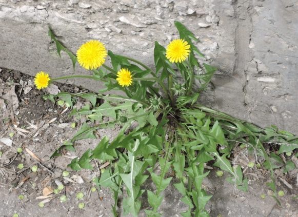 蒲公英的功效和副作用