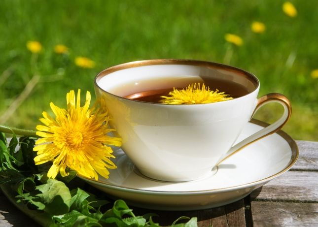 蒲公英的功效和副作用