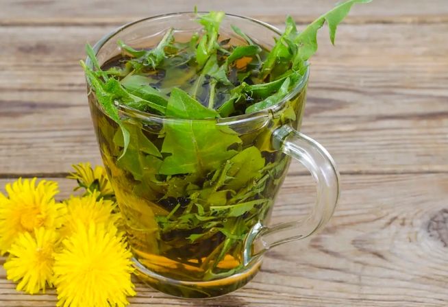 蒲公英的功效和副作用