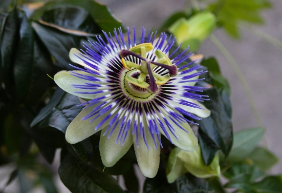 西番莲健康益处