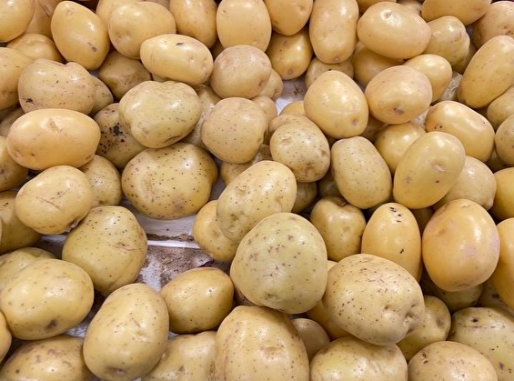 馬鈴薯品種推薦