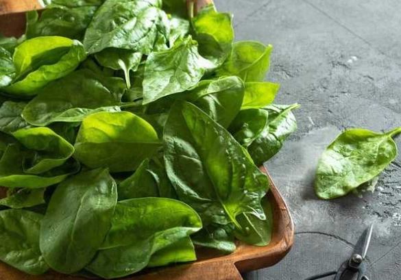 菠菜 安全 食用量